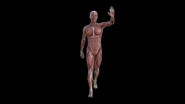 3d animation of muscle human stand - Footage, Video