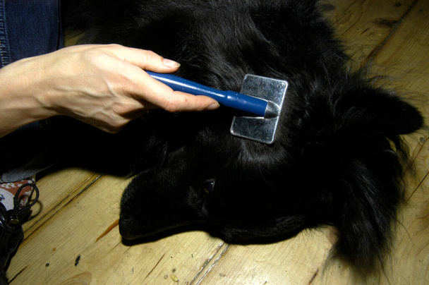 Hundepflege, die sich um das Wohlergehen eines Hundes kümmert - Foto, Bild