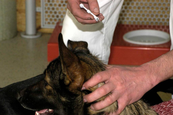 κτηνίατρος που εμφυτεύει τσιπ σε σκύλο, για την ταυτοποίηση του ζώου - Φωτογραφία, εικόνα