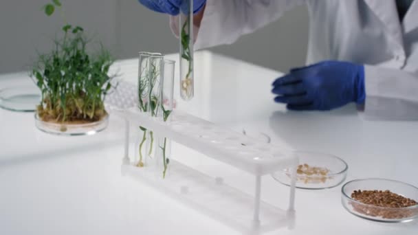 Primo piano di un microbiologo irriconoscibile che posiziona provette con piantine verdi su treppiede da laboratorio confrontando campioni in laboratorio bianco - Filmati, video