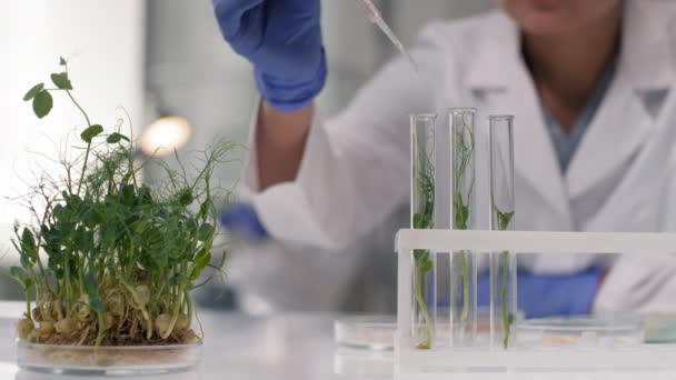 Keskiosa lähikuva tunnistamaton teknikko valkoisessa lab takki pudottamalla vettä koeputkessa vihreä muuntogeeninen kasvi ituja - Materiaali, video
