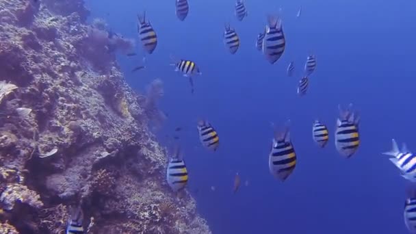 muitos peixes sargento fechar enquanto mergulho - Filmagem, Vídeo