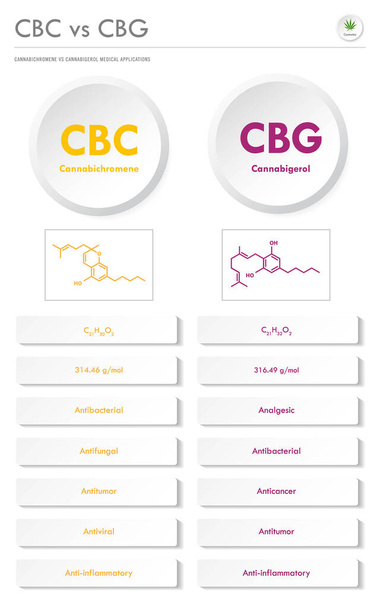 CBC vs CBG, Cannabichromene vs Cannabigerol vertical business infographic illustration about cannabis as herbal alternative medicine and chemical therapy, healthcare and medical science vector. - Vetor, Imagem