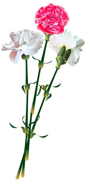 Δύο λευκά και ένα κόκκινο λουλούδι γαρύφαλλο μνήμη σύμβολο μπουκέτο - Διάνυσμα, εικόνα
