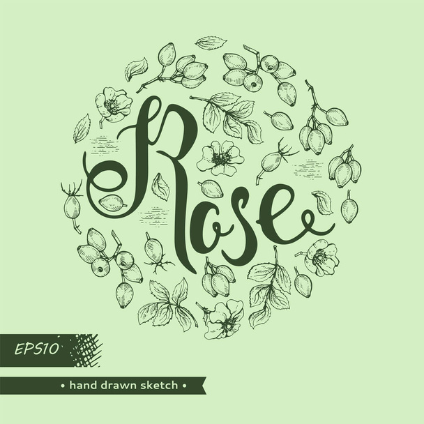 Círculo lleno Rosa canina y letras de Rose. Bocetos detallados dibujados a mano, ilustración botánica vectorial. - Vector, imagen