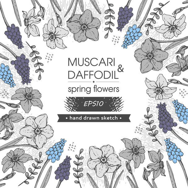 Hintergrund sind Frühlingsblumen, Narzissen und Muskarien. Detaillierte handgezeichnete Skizzen, Vektorbotanische Illustration. - Vektor, Bild