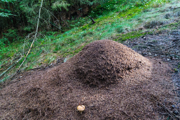 mierenhoop van het rode bos mieren formica - Foto, afbeelding