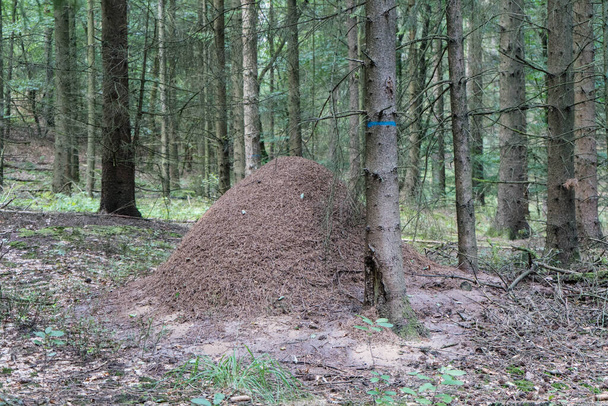 mierenhoop van het rode bos mieren formica - Foto, afbeelding