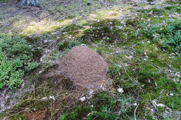 formicaio della foresta rossa formiche formica - Foto, immagini