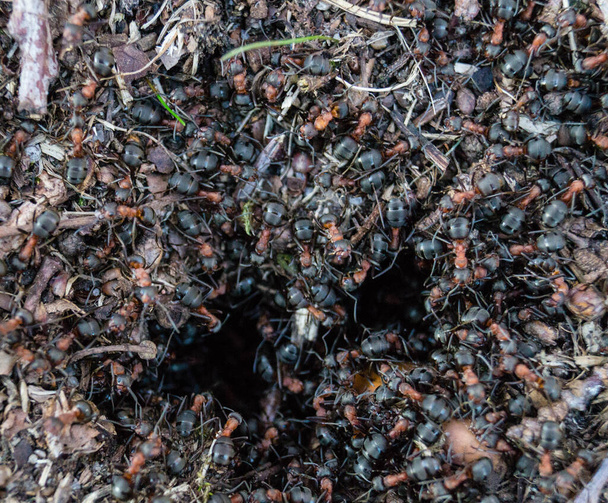 formicaio della foresta rossa formiche formica - Foto, immagini