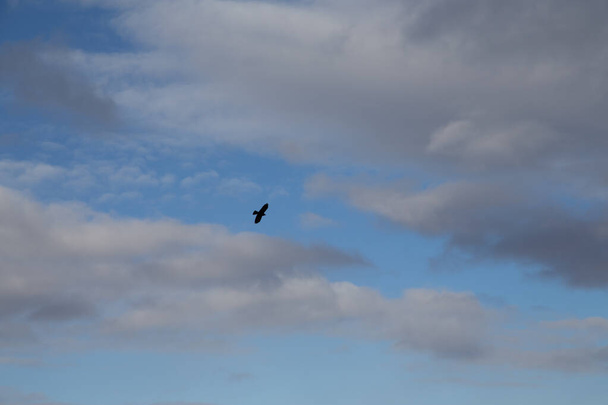 Ворон парит в облачном небе - Фото, изображение