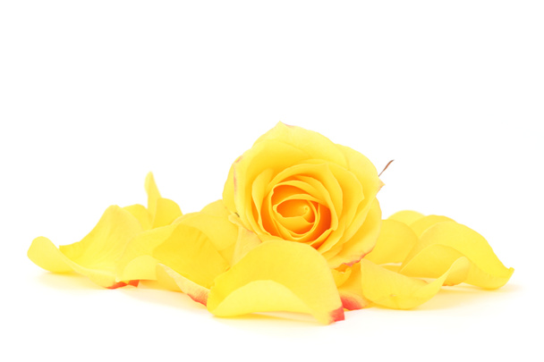Žlutá růže - Fotografie, Obrázek