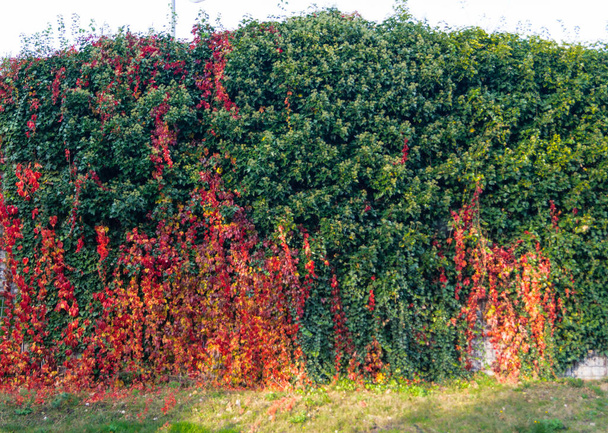tırmanma bitkisi yabani şarap - patenocissus quinquefolia  - Fotoğraf, Görsel
