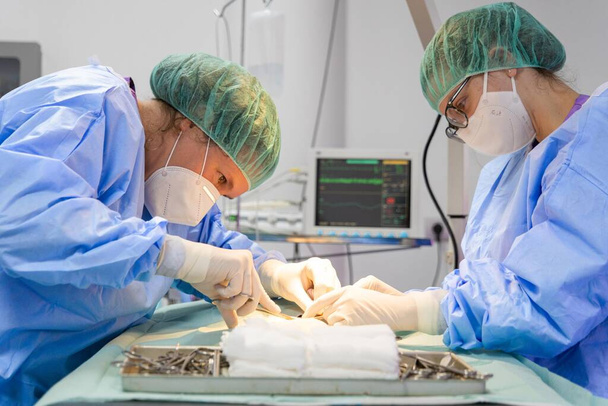 Duas veterinários realizando uma operação em um filhote de cachorro - Foto, Imagem