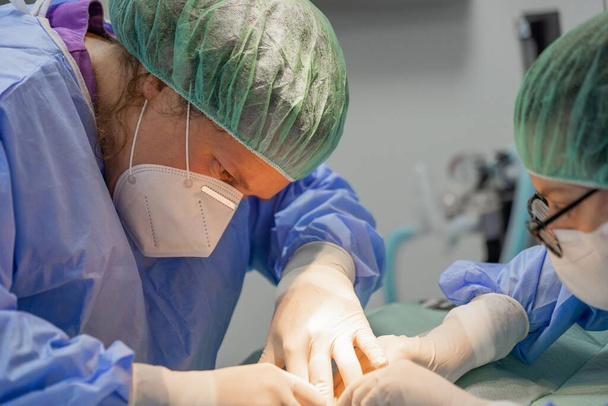 Twee vrouwelijke dierenartsen die een operatie uitvoeren op een puppy - Foto, afbeelding