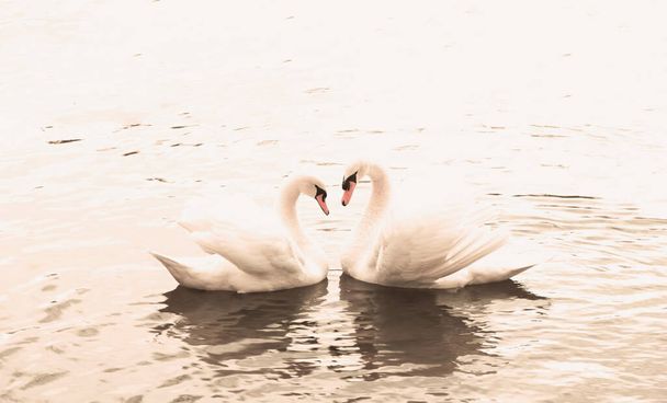 Kilka białych łabędzi pływa w wodzie. Symbolem miłości i wierności są dwa łabędzie, które tworzą kształt serca. Magiczny krajobraz z dzikim ptakiem (Cygnus olor). Toned image, baner w naturalnych kolorach, przestrzeń do kopiowania. - Zdjęcie, obraz