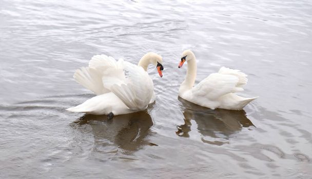 白い白鳥のカップルは水の中で泳ぐ。愛と忠実のシンボルは、 2つの白鳥の心の形になります。野生の鳥と魔法の風景(シグナス色) 。トーン付きの画像、自然な色のバナー、コピースペース. - 写真・画像