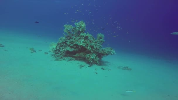 Pehmeä ja kova koralli Punaisellamerellä - Materiaali, video