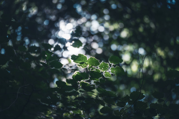 Licht bricht durch die Blätter - Foto, Bild