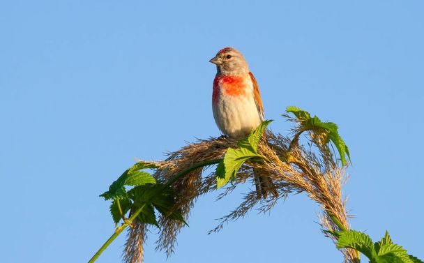 Linnet comum, Linaria cannabina. Em uma manhã de verão, um pássaro macho se senta em um topo fofo de uma cana junto ao rio - Foto, Imagem