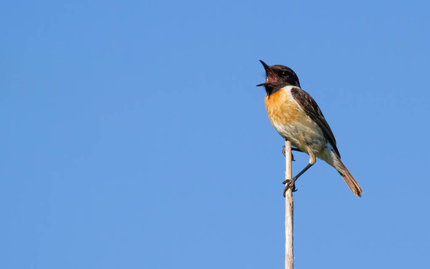 European stonechat, Saxicola rubicola. The male bird sits on a cane stalk and sings - Photo, Image