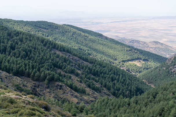 krajobraz górski w Sierra Nevada, las sosnowy, krzaki i trawa, kamienie i skały - Zdjęcie, obraz