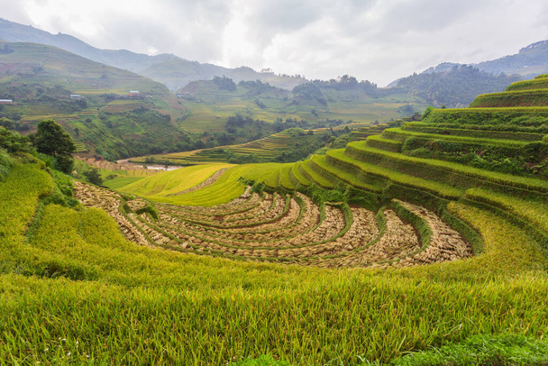 Terraced arroz arrozal campo paisaje de Mu Cang Chai, Yenbai, Vietnam del Norte - Foto, imagen