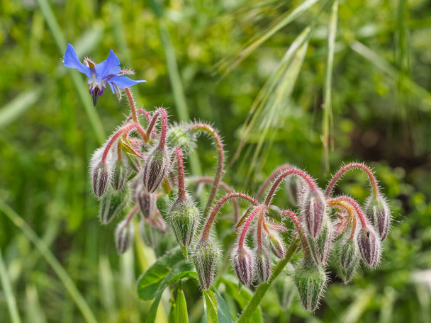 Blue Borage or Borago officinalis is an annual herb in the flowering plant family Boraginaceae. Wild Starflower borage was cultivated for culinary and medicinal uses, today - commercial as an oilseed. - Photo, Image