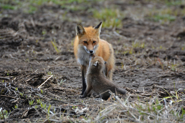 Bebé Red Fox cachorro con madre - Foto, Imagen
