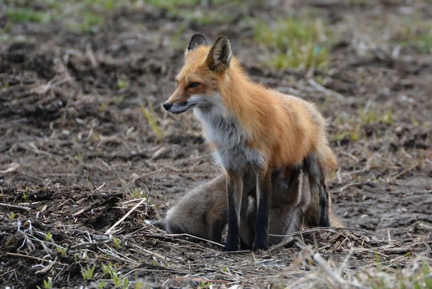 Baby Red Fox szczenię z matką - Zdjęcie, obraz