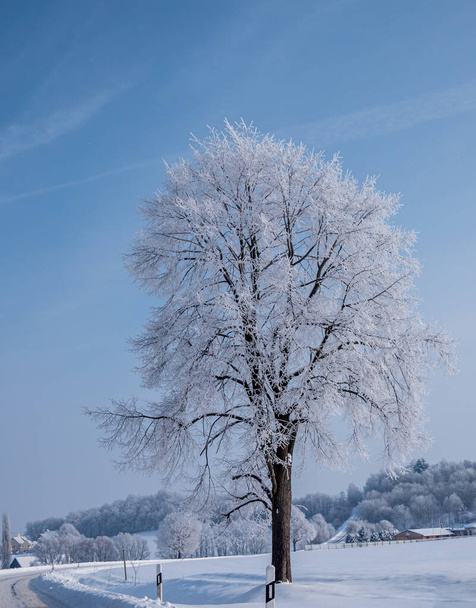 yksinäinen puu seisoo talvimaisemassa pakkasta - Valokuva, kuva
