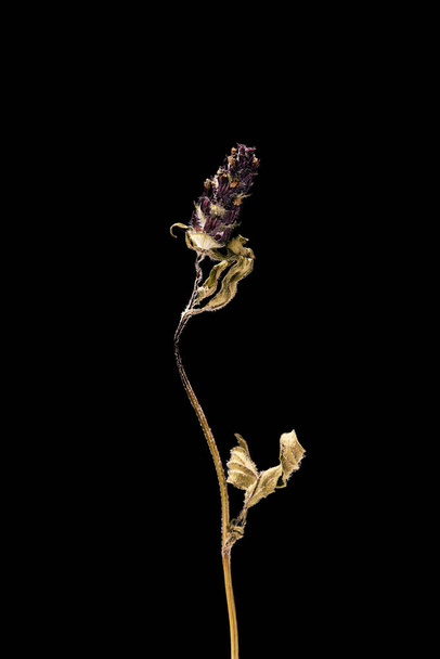 Getrocknete abgestorbene Kleeblume isoliert auf schwarzem Hintergrund. Muster einer Blume im orientalischen Stil mit Pastellfarben. - Foto, Bild