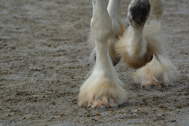 Cascos de caballo Clydesdale trotando - Foto, Imagen
