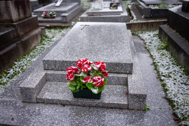 κόκκινα λουλούδια σε χιονισμένο νεκροταφείο, χιονισμένο καιρό. Χειμερινές διακοπές. - Φωτογραφία, εικόνα