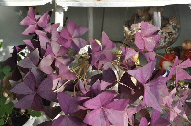 オクサリス・ブルブス。自家製の紫色のサワークリーム。ホームプラント。窓辺の家庭用花。家のための美しい紫色の花. - 写真・画像