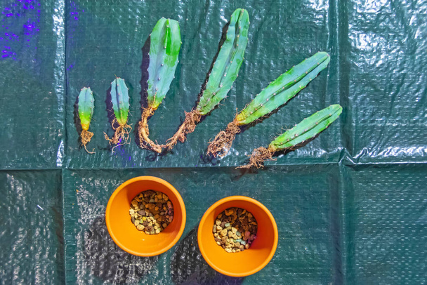 Verschillende open gewortelde cactussen klaar om te worden getransplanteerd in nieuwe potten van aarde en klei - Foto, afbeelding