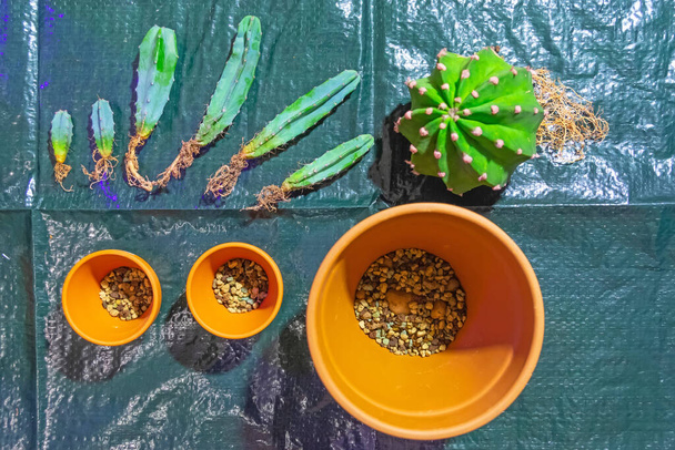 Useita kaktuksia ja yksi suuri kierros avoimet juuret, valmis istuttaa uuteen maaperään ja savi ruukkuihin - Valokuva, kuva