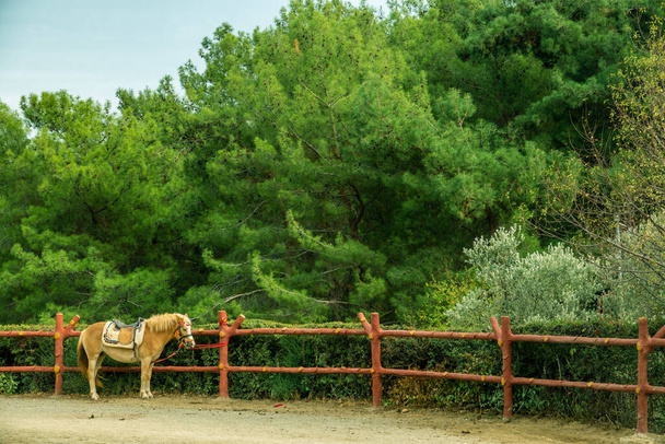 pequeño caballo de caballo de caballo atado en el potrero en Kemalpasa - Foto, imagen