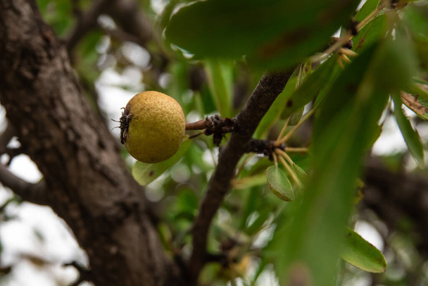 peras de hoja de almendra fruto que crece en un árbol en un huerto. - Foto, Imagen
