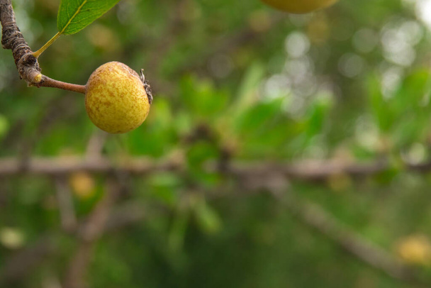 almond-leaved pears fruit growing on a tree in an orchard garden. - Photo, Image