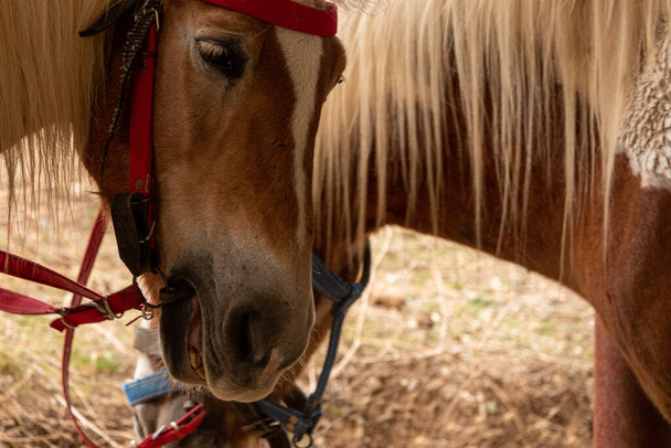 Attaché cheval marron haflinger avec selle harnais. - Photo, image