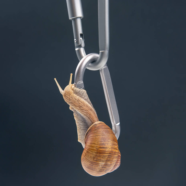 Helix pomatia. snails hold each other on metal carabiners for belay. mollusc and invertebrate. delicacy meat and gourmet food. - Photo, Image
