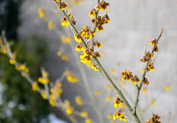 Staudenbeet noch im Februar gefroren, Eiszapfen, verschneiter trockener Halm, Schnee im ganzen Garten hinter der Betonmauer. der erste gelb blühende Strauch blüht sogar vor einem Torso-Baum - Foto, Bild