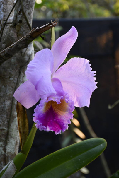 Fotografa macro de flor orquidea - Foto, Bild