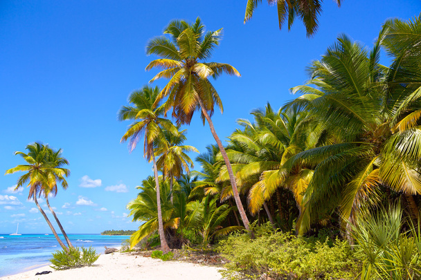 Spiaggia di sabbia dei Caraibi
 - Foto, immagini