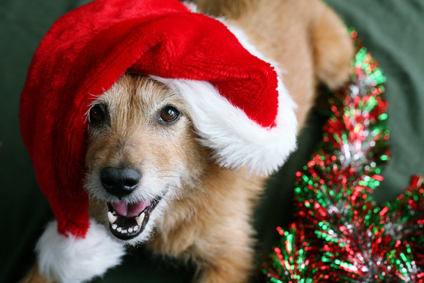 hond in een kerstmuts met een gelukkig grijns - Foto, afbeelding