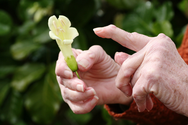 αρθριτικές χέρι που κρατά ένα λουλούδι - Φωτογραφία, εικόνα