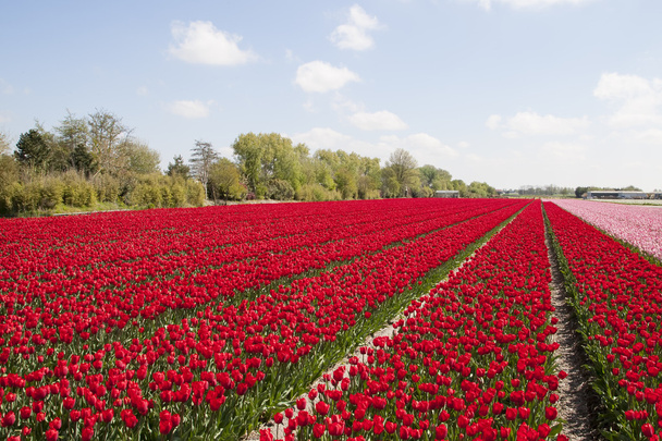 Tulipanes en campo de tulipán
 - Foto, Imagen