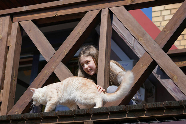 een meisje speelt met een maine coon kat op het balkon van een landhuis  - Foto, afbeelding
