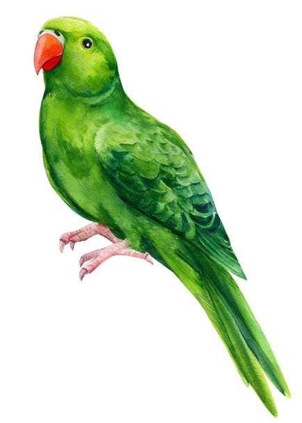 Parrots, hand drawing, watercolor botanical painting - 写真・画像